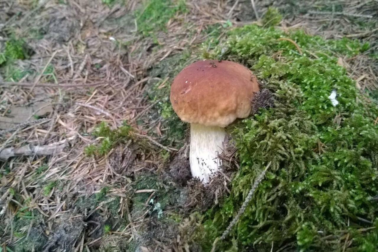 Pool, Pokale, Sauna, Billard, Kirche U. Viel Natur Vordernberg المظهر الخارجي الصورة